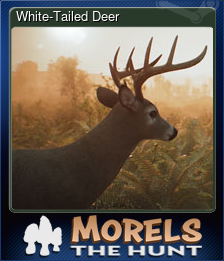 White-Tailed Deer