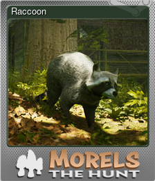 Series 1 - Card 4 of 15 - Raccoon