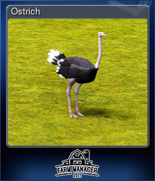 Ostrich