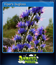 Series 1 - Card 6 of 7 - Viper's bugloss