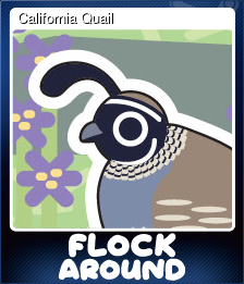 California Quail
