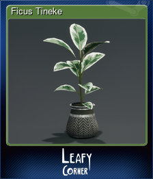 Series 1 - Card 3 of 8 - Ficus Tineke