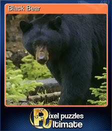 Series 1 - Card 2 of 13 - Black Bear