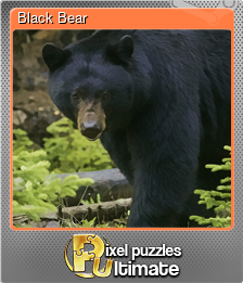 Series 1 - Card 2 of 13 - Black Bear