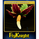 Amorphophallus Immensus