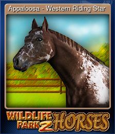 Appaloosa - Western Riding Star