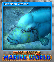 Series 1 - Card 4 of 8 - Napoleon Wrasse