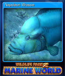 Series 1 - Card 4 of 8 - Napoleon Wrasse