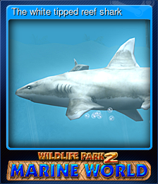 The white tipped reef shark