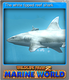 Series 1 - Card 8 of 8 - The white tipped reef shark