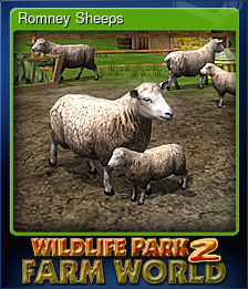 Romney Sheeps
