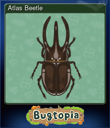 Atlas Beetle