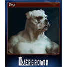 Dog