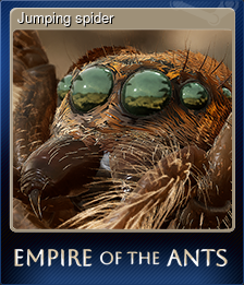 Jumping spider