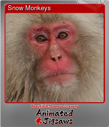 Series 1 - Card 8 of 9 - Snow Monkeys