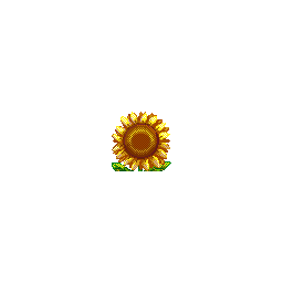 :12sunflower: