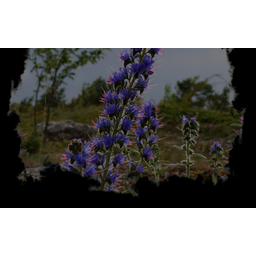 Vipers bugloss (Profile Background)