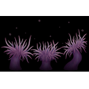 Anemones