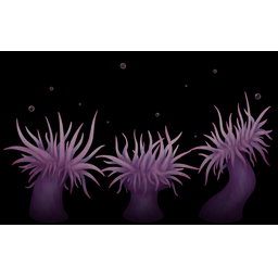 Anemones