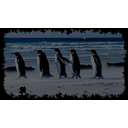 King Penguins