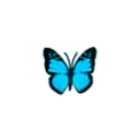 :bluebutterfly: