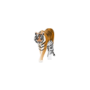 :zootiger: