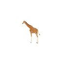 :zoogiraffe: