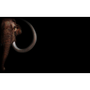 Wild Creatures - Mammoth (Profile Background)