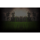 Grass Background