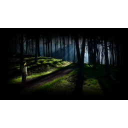 Shadowy Forest