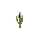 :awcactus: