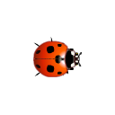 :ladybird: