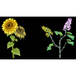 Sunflower & Lilac