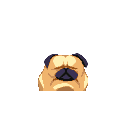 :sadpug: