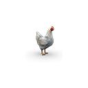 :chicken: