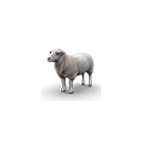 :whitesheep: