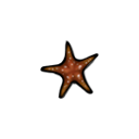 :seastar: