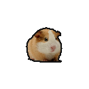 :guineapig: