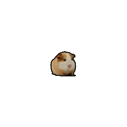 :guineapig: