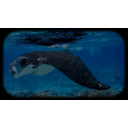 Manta Ray on The Hunt