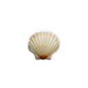 :seashell: