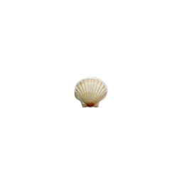 :seashell: