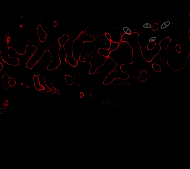 Small Goop Background