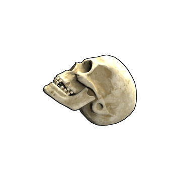 Skull