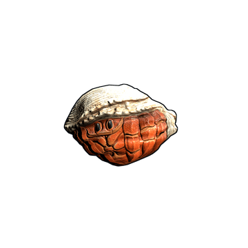 Hermit Crab Rock