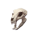 Unusual Bare Bear Bones