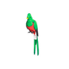 Quizzical Quetzal