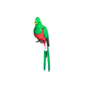 Strange Quizzical Quetzal