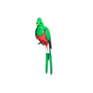 Strange Quizzical Quetzal