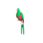 content image